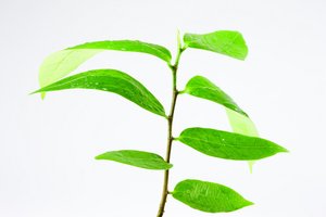 配置中心